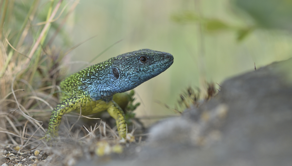 Den Českého středohoří