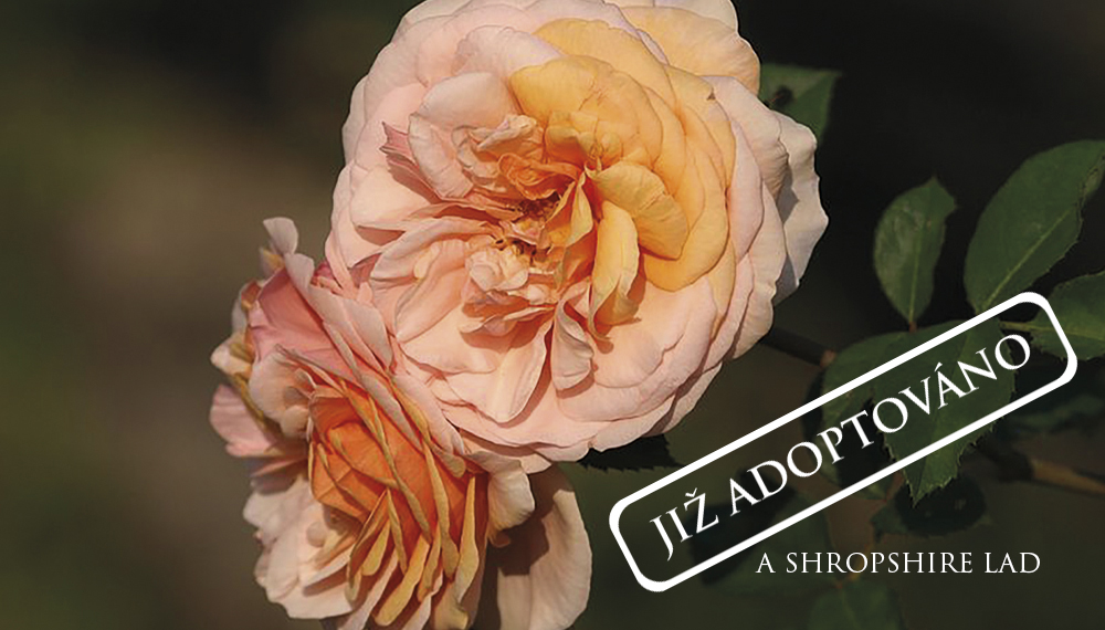 Růže A SHROPSHIRE LAD