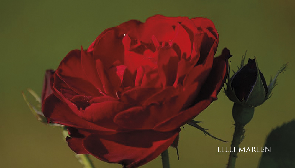 Růže Lilli Marlen