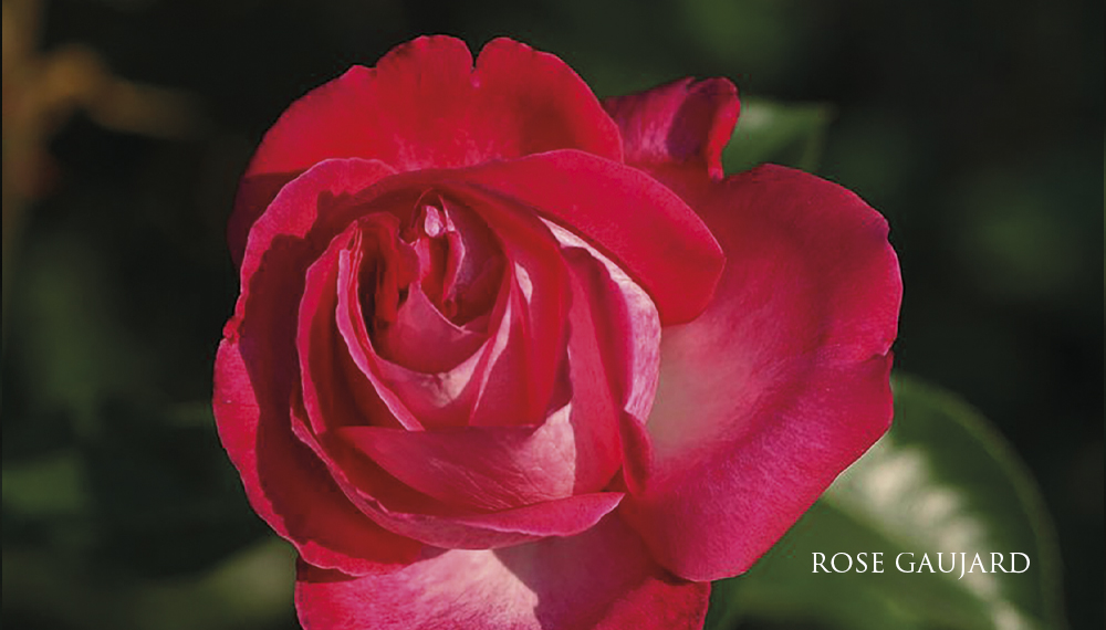 Růže Rose Gaujard